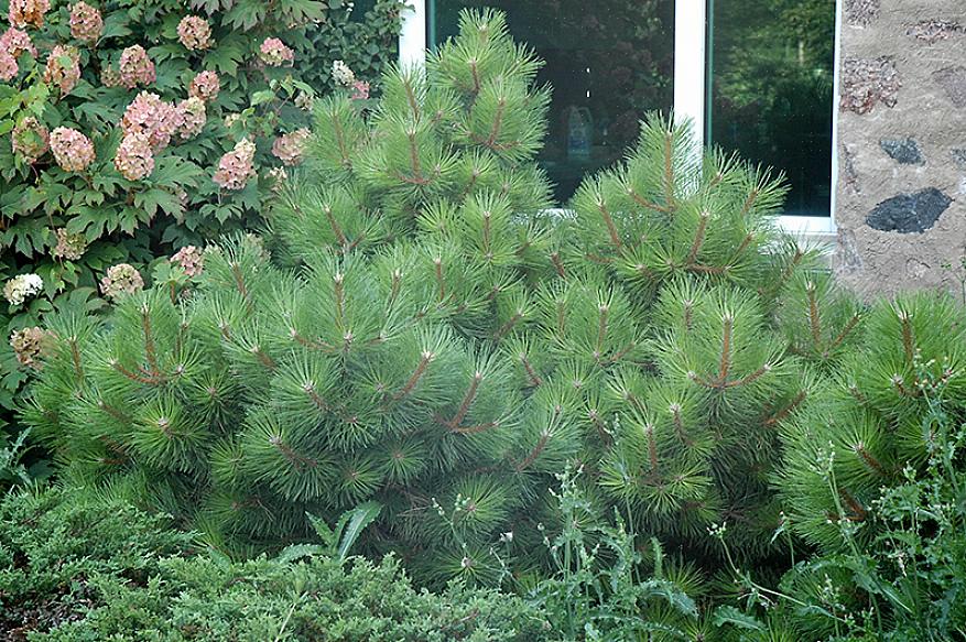 De Oostenrijkse den (Pinus nigra) zou de perfecte conifeer kunnen zijn voor uw stadslandschap