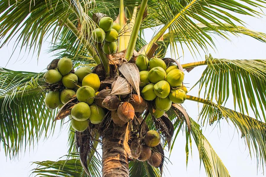 Ten slotte kunnen kokosnoten in hun oorspronkelijke omgeving gemakkelijk 100 meter of meer bereiken