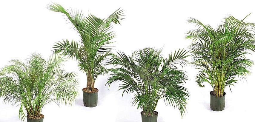 In de binnenkwekerij worden vaak twee soorten Phoenix-palmen gezien
