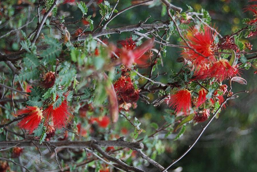 De Fairy Duster-bloemen zijn rode of roze donzige bloembollen met een vederachtig uiterlijk die ongeveer 2,5