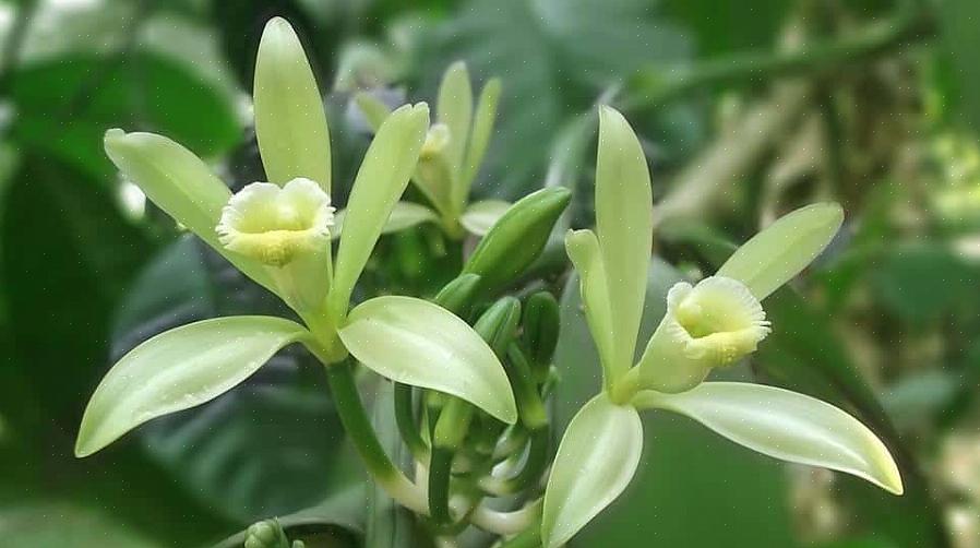 De vanille-orchidee is geen gemakkelijke plant om te kweken voor beginners