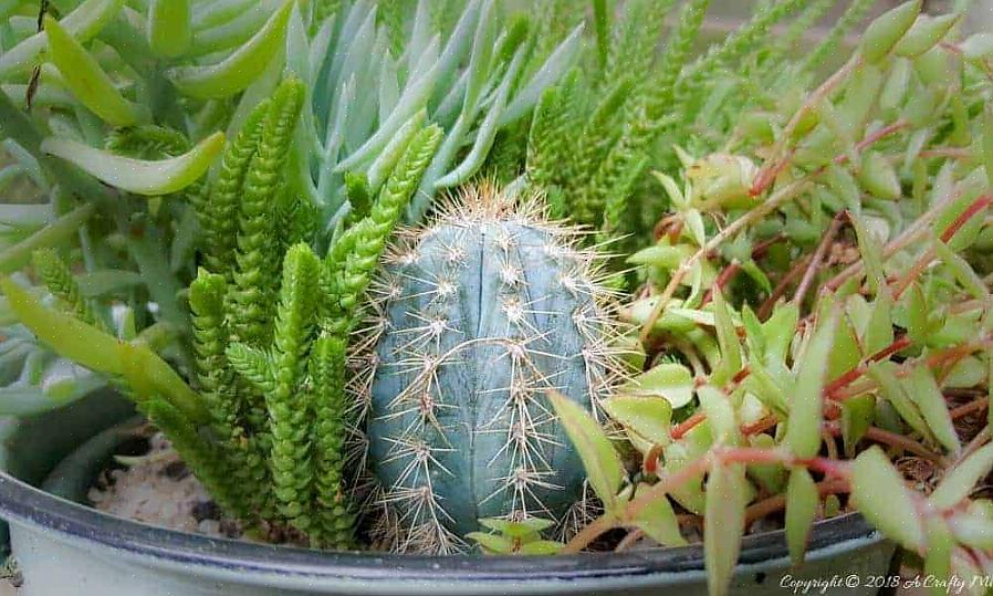Er zijn veel interessante Pilosocereus cactussen die verder gaan dan alleen P