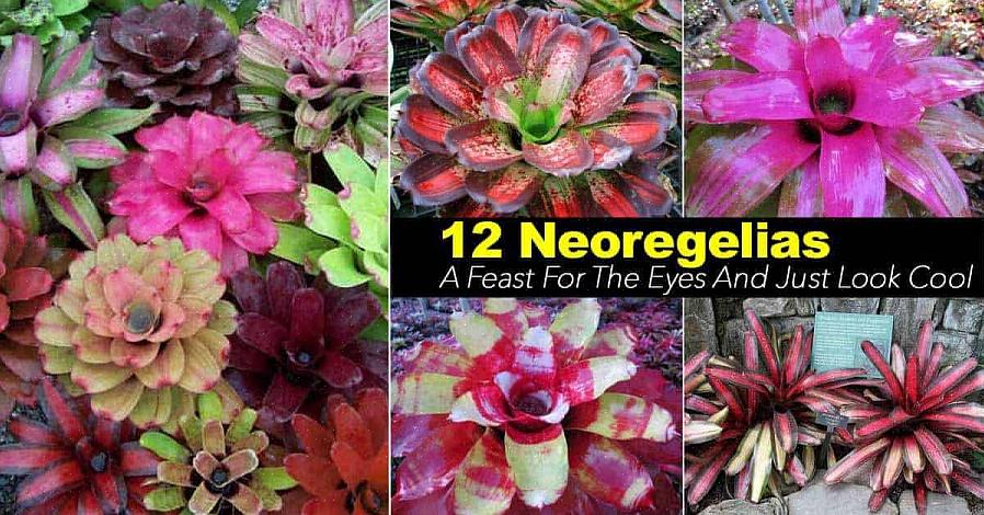 Verreweg de meest voorkomende Neoregelia-soort die in tuincentra wordt gezien