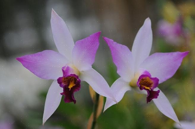 Het nieuw gedefinieerde Laelia-geslacht bevat slechts een paar Mexicaanse Laelia-orchideeën