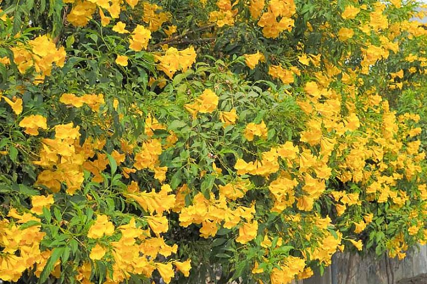 De Yellow Bells-bloemen zijn heldergeel