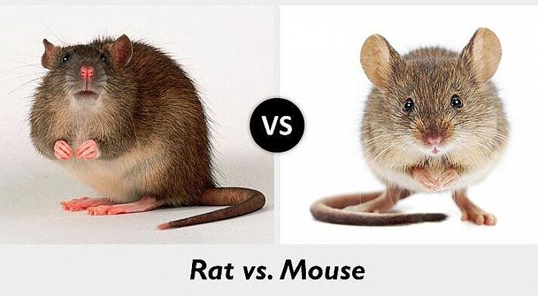 De meest voorkomende rattensoort in Europa zijn de Noorse rat