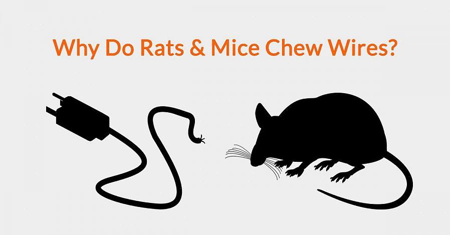 De meest voorkomende knaagdierplagen in de VS zijn de Noorse rat