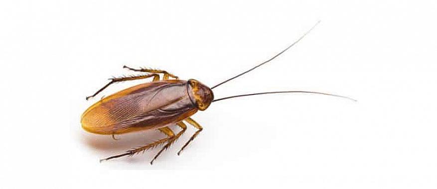 Tegenwoordig gebruiken ongediertebestrijders meestal insecticiden met gelaas om kakkerlakken te bestrijden