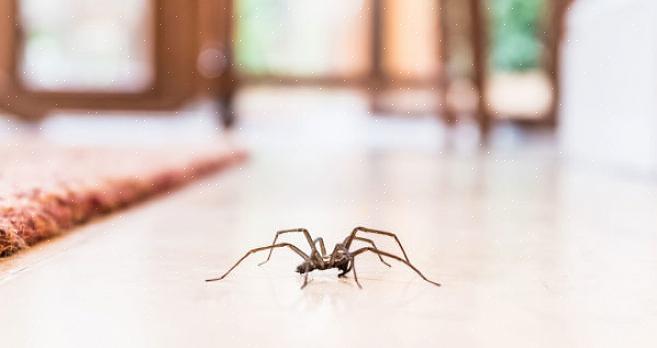 De kleverige val of lijmval vangt gewoon spinnen - als ze door de val lopen
