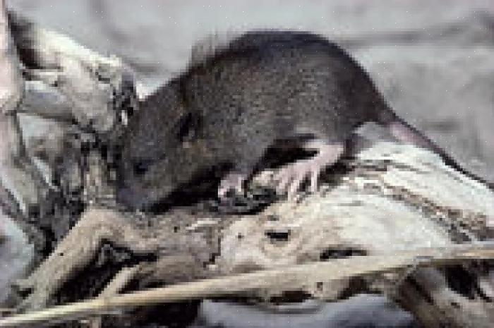 U kunt uw ongediertebestrijdingstechnicus helpen om een muis- of rattenprobleem uit uw huis te verwijderen