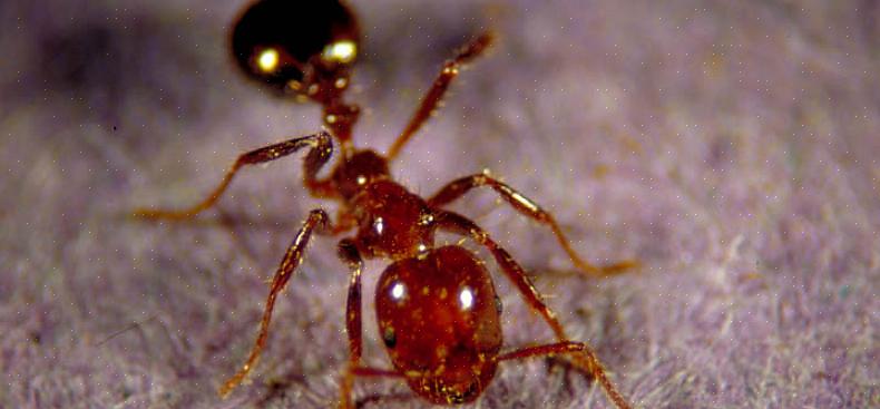 Veldmieren zijn een van de meest voorkomende mieren die buitenshuis worden gezien