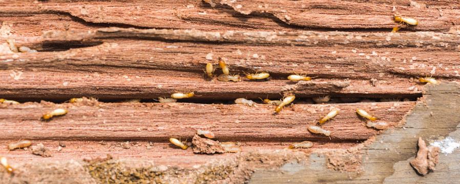 Er zijn slechts ongeveer 10 soorten termieten bekend in Europa