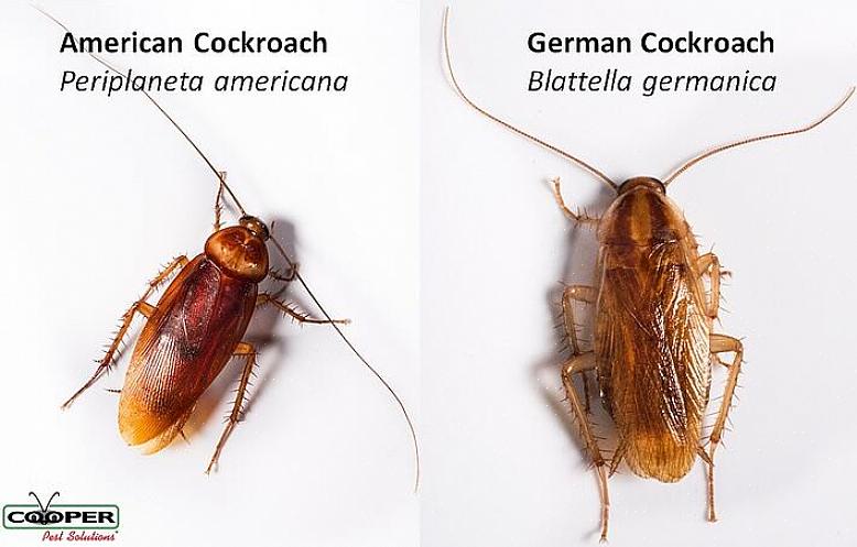 De Duitse kakkerlak is de kleinste van de gewone kakkerlakken