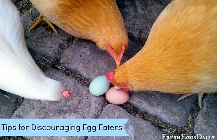Het voorkomen van het breken van eieren kan voldoende zijn om te voorkomen dat uw kippen eieren eten