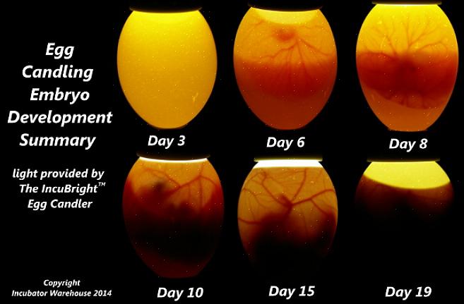 Een ei "schouwen" is het proces waarbij een licht of kaars bij het ei wordt gehouden om de inhoud te zien