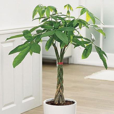 Guyana-kastanje wordt meestal verkocht als een kleine plant met een gevlochten stam die bestaat uit drie