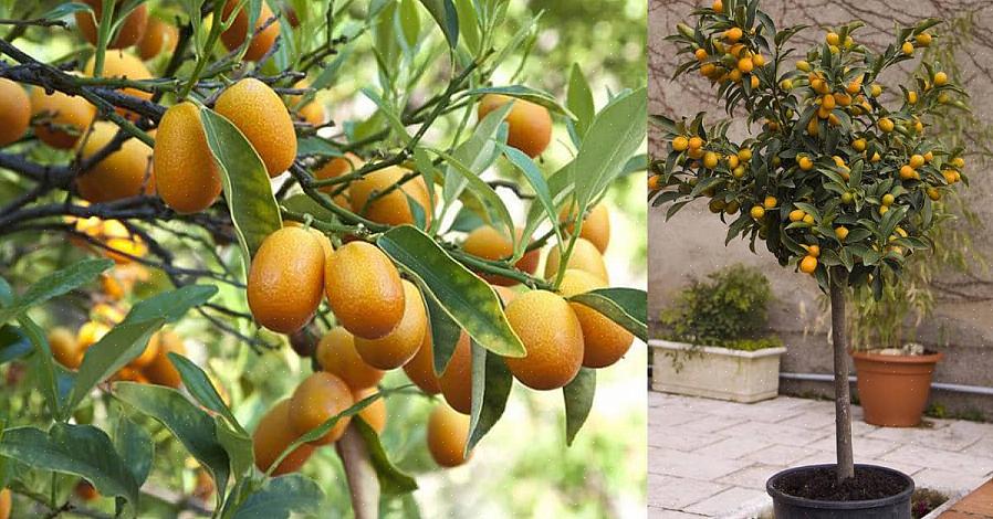 Kumquats is een vreemde vrucht