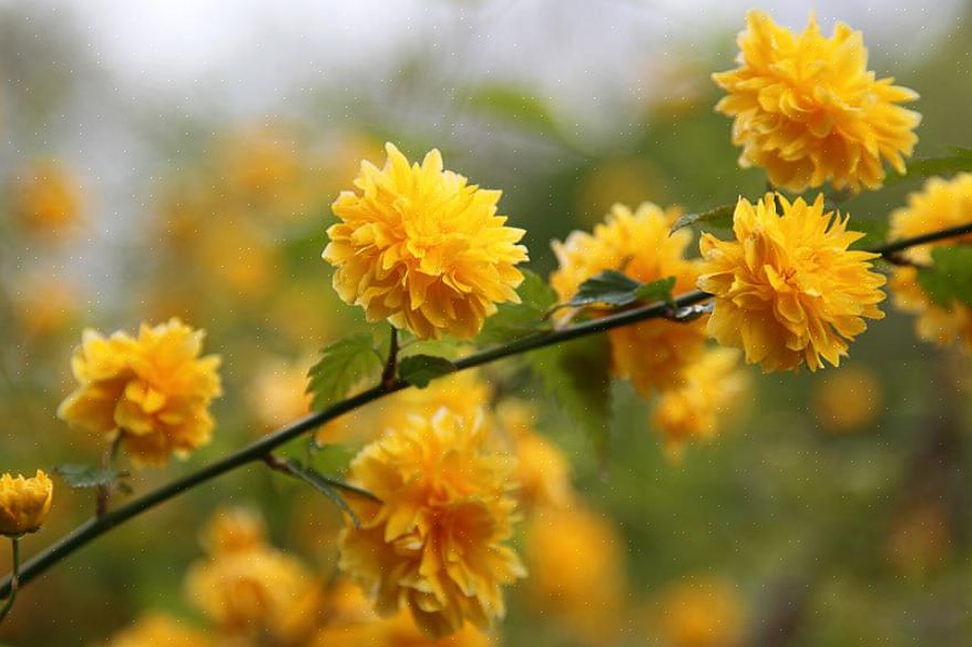Japanse roos (Kerria japonica) is een bladverliezende bloeiende struik die in het voorjaar gele bloemen