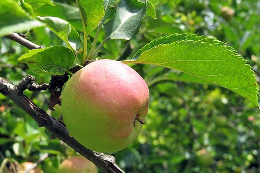 Proef fruit van variëteiten appelbomen waarvan je denkt dat je ze misschien wilt hebben voordat je gaat
