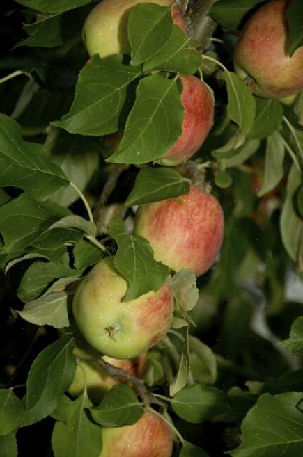 De beste plek voor het planten van appelbomen is een gebied met rijke