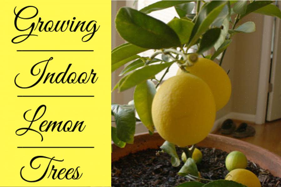 Meyer-citroenbomen worden het meest succesvol gekweekt uit geënte onderstammen