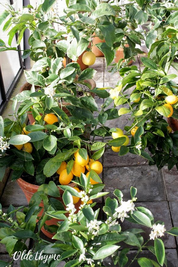 Meyer-citroenbomen zullen gedijen als u de juiste omstandigheden biedt