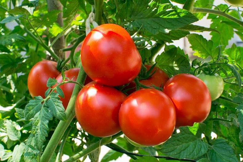 Je hoeft geen eigen tomaten te kweken om het gewas op zijn best te ervaren
