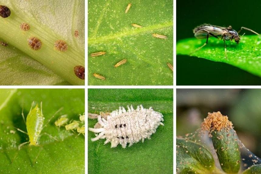 Een allesomvattende site met lijsten met informatiebladen over insecten