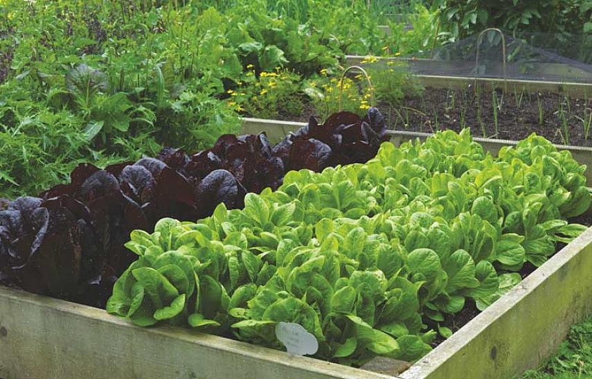 Aanbevelingen voor de meest populaire groenten om in een moestuin thuis te kweken