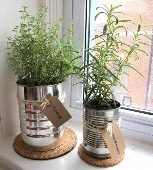 Wat u moet weten om een containertuin te starten Hoe planten in appartementen te laten groeien