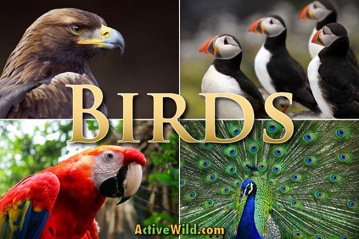 Alle vogels hebben veren ontwikkeld