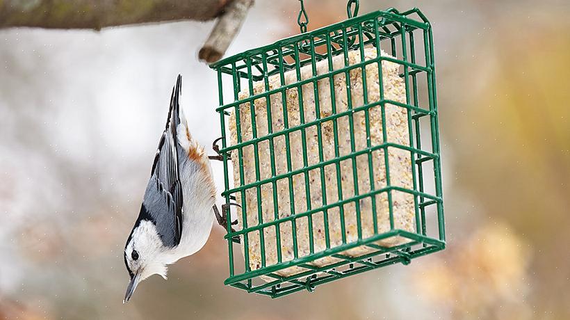 Suet is een populair voedsel voor veel vogels in de achtertuin
