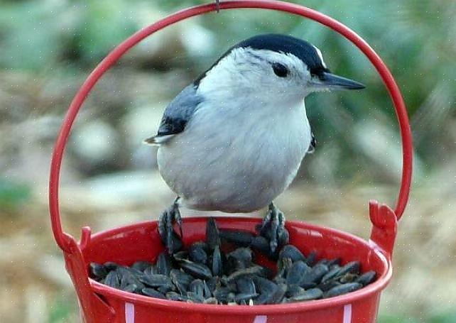 En dit zaad is de beste keuze voor het voeren van vogels in een verscheidenheid aan voederstijlen
