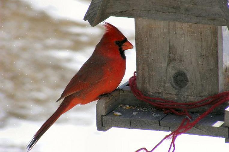 Vogels de zekerheid te bieden dat ze de hele winter naar de voederbakken kunnen terugkeren