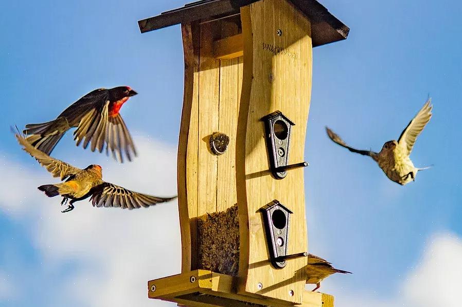 Open voerbakken met trays of zitstokken zullen een behoorlijke variëteit aan vogels aantrekken