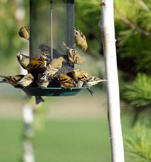 Het aanbieden van een verscheidenheid aan voedzaam voedsel is de beste manier om voedende vogels in elk