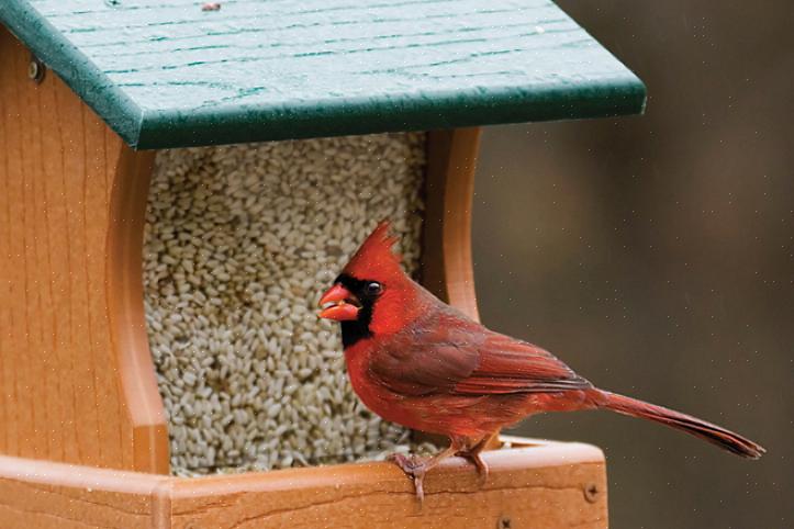 De zomer kan een lonend seizoen zijn om een geschikt vogelbuffet in uw achtertuin te hebben