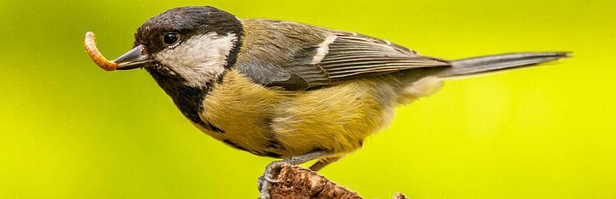 De verschillende soorten voedsel die vogels van nature eten