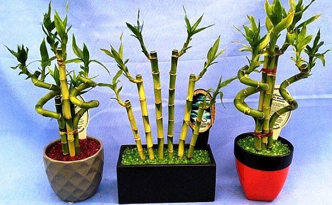 Bij de meeste geluksbamboe-arrangementen groeien de bamboestelen in een decoratieve pot met water