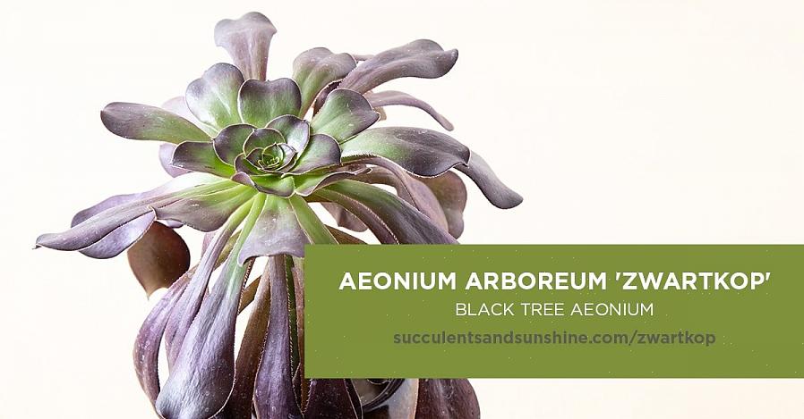 Sommige Aeonium-variëteiten zijn laaggroeiend