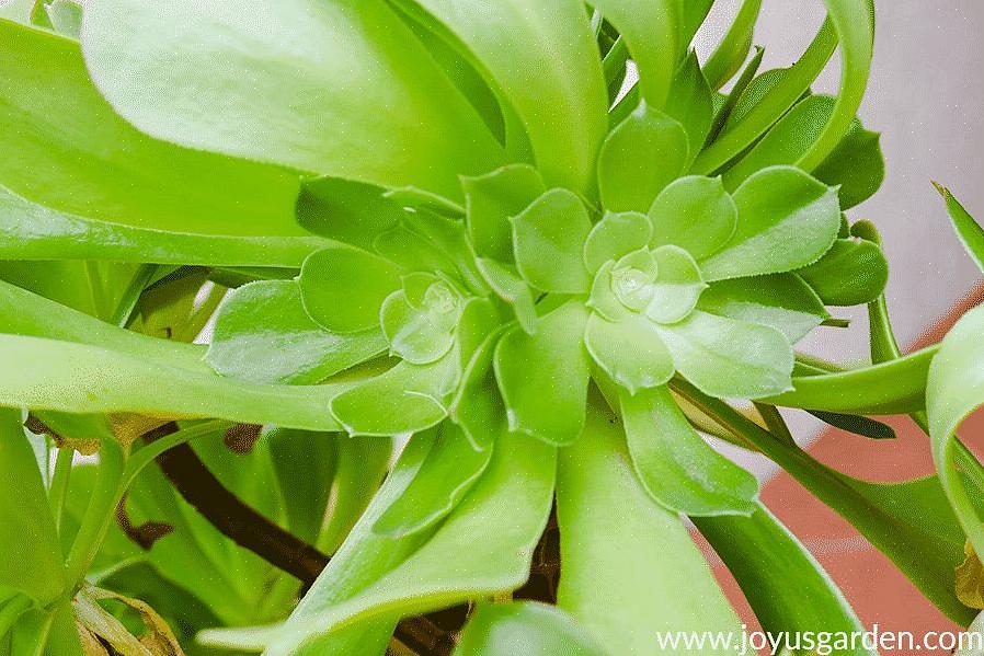 Groeien Aeonium-planten het beste in de volle zon tot halfschaduw