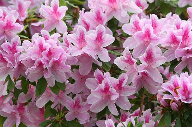 Alle azalea's behoren tot het geslacht Rhododendron