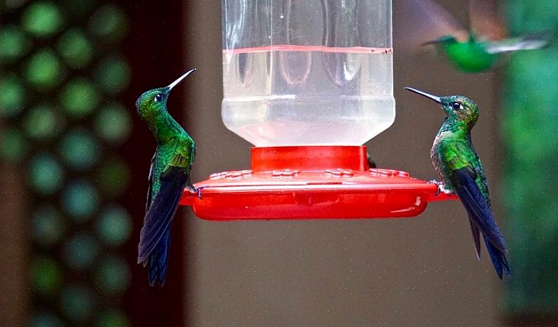 Dus zelfs als grotere vogels kolibrievoeders gebruiken