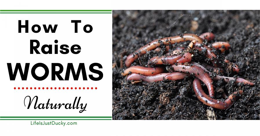 Een wormbak maakt continu gecomposteerd keukenresten die kunnen worden gebruikt voor uw tuinen