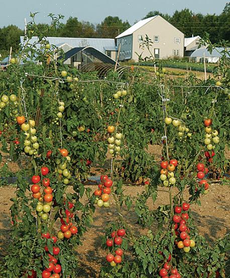 Hoe onbepaalde tomaten uit te zetten