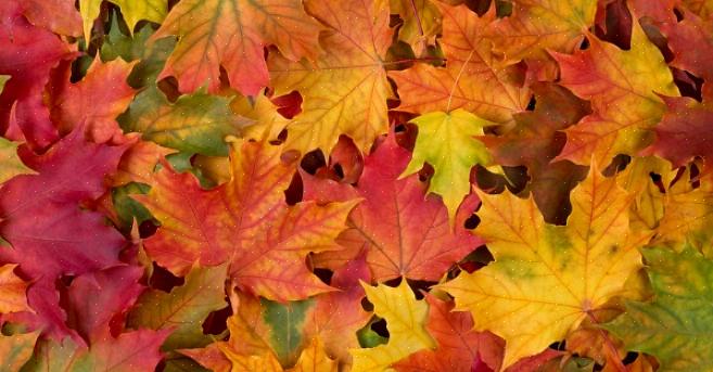 Herfstbladeren behouden met silicagel