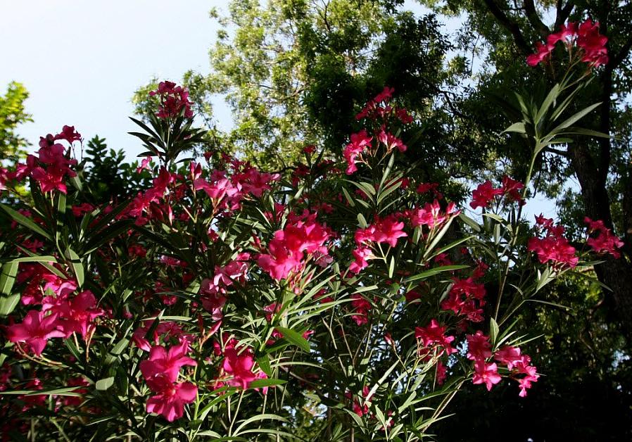 Oleander (Nerium oleander) is een geurige bloeiende groenblijvende struik of kleine boom die in bloei staat