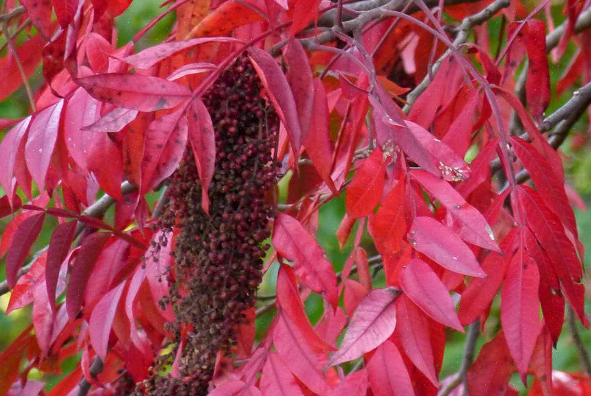 Sumac-bomen zijn misschien wel uw beste bron voor het type herfstgebladerte dat mensen associëren