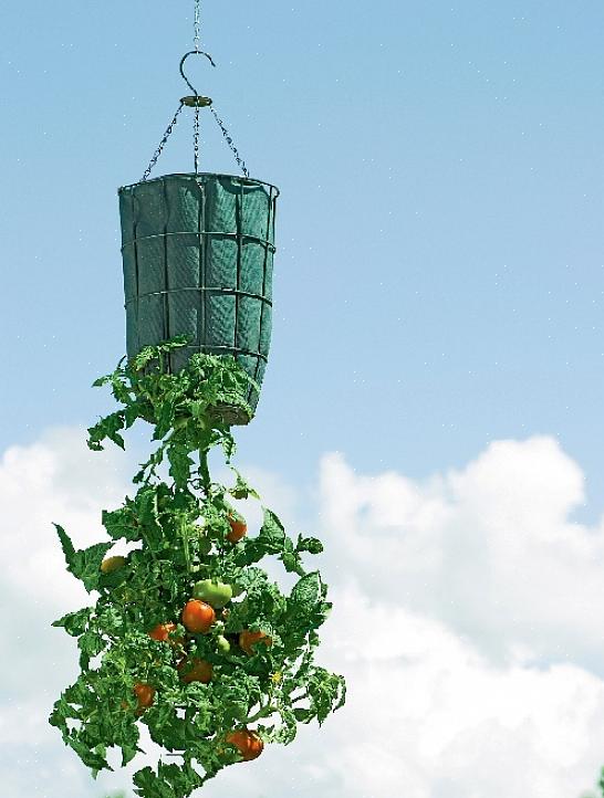Een van de snelste manieren om een tomatenplant te doden