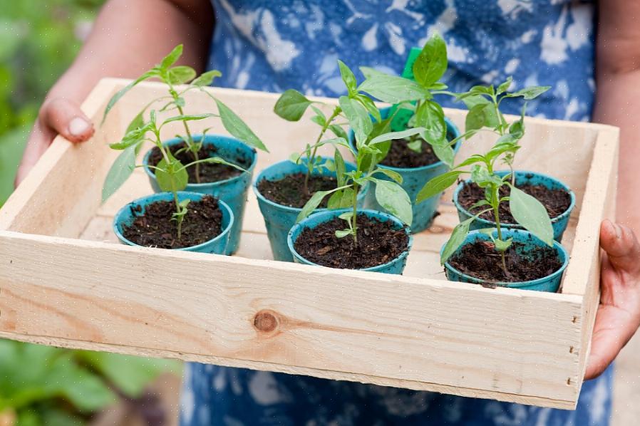 Plaats een zwarte plastic pot die groter is dan de containers die je gaat ruilen